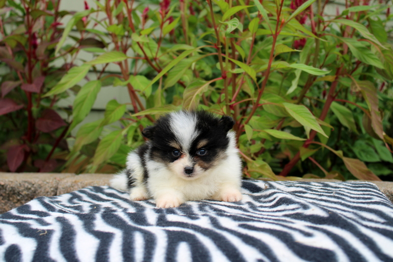 puppy, for, sale, Pomeranian, Matthew B. Stoltzfus, dog, breeder, Gap, PA, dog-breeder, puppy-for-sale, forsale, nearby, find, puppyfind, locator, puppylocator, aca